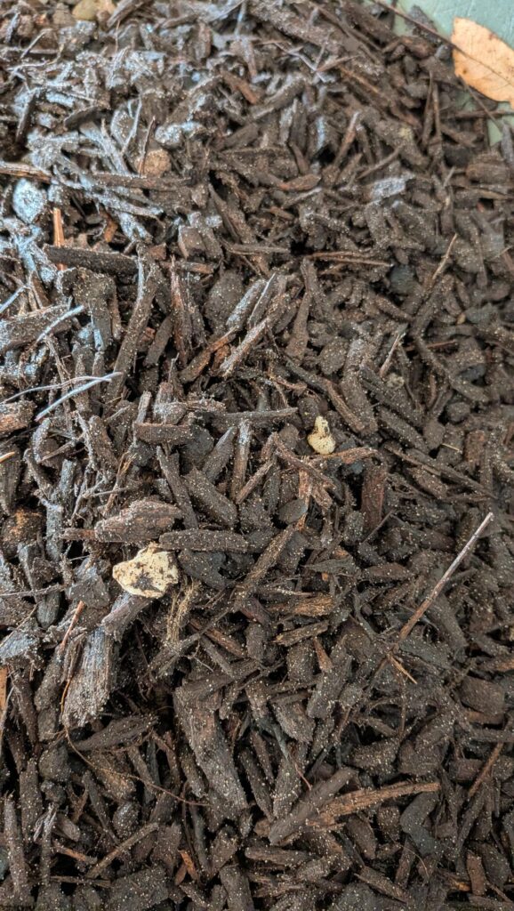 Bring on the Chuuunk!! Ex-Organic Cannabis Grower taking my first shot at the Aroid Game. Rate my Soil Mix for a "Synganic" approach