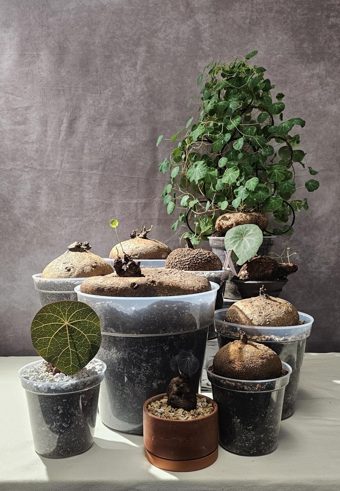 Stephania Family (with others not shown)!