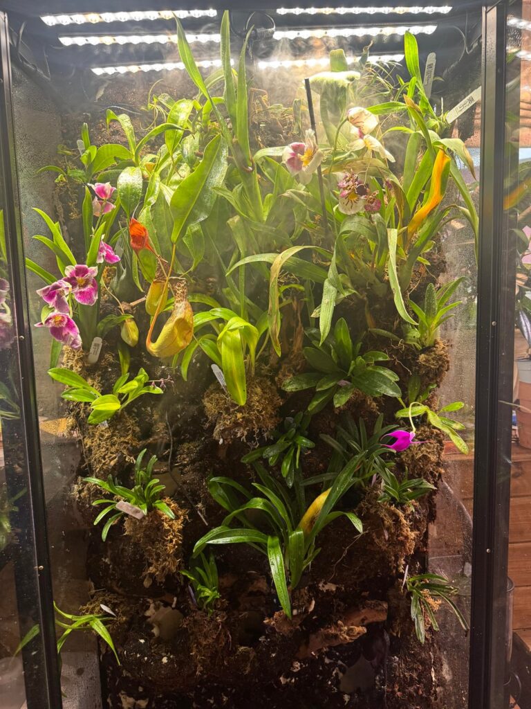 Highland Cloud Forest Orchidarium Build Highland Cloud Forest Orchidarium Build