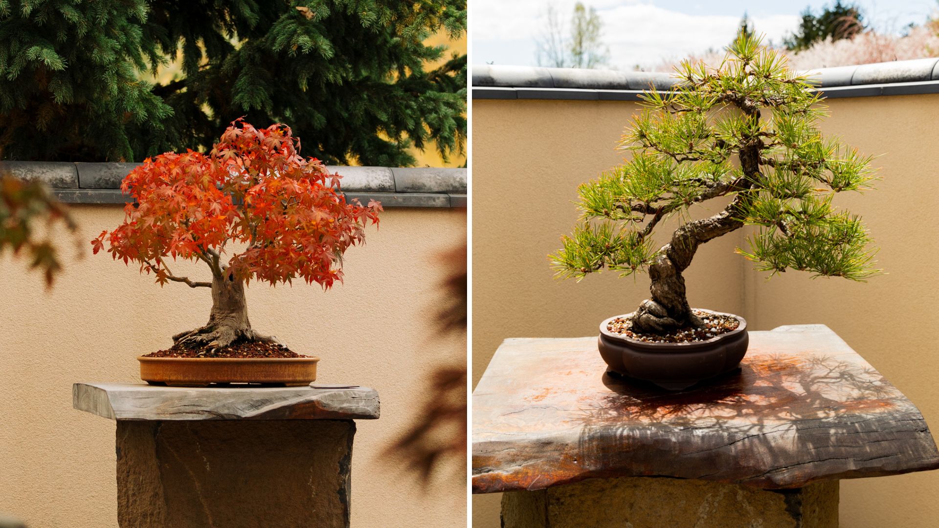 Meijer Japanese Garden bonsai collection. An acer and a pine bonsai tree