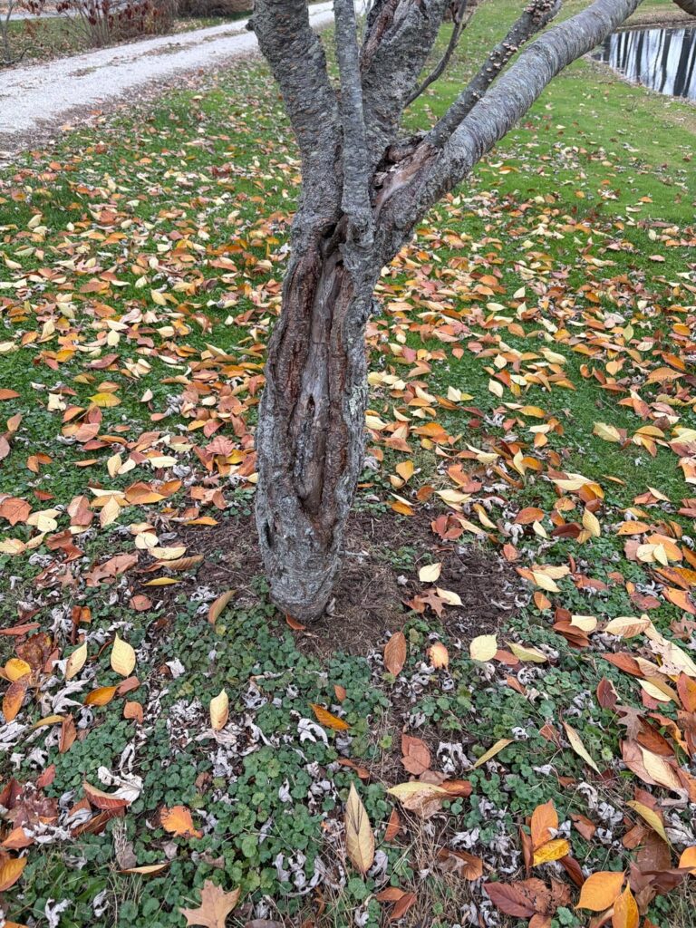 Is this tree doomed?