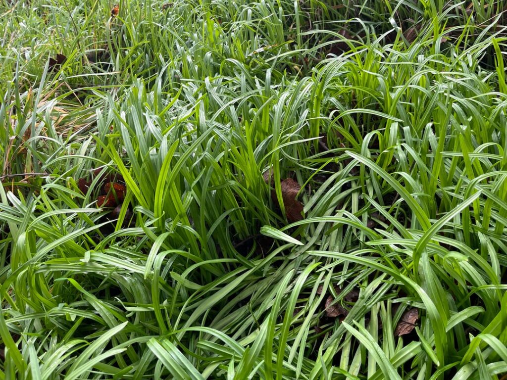 Some sort of onion? Found near Portland, OR