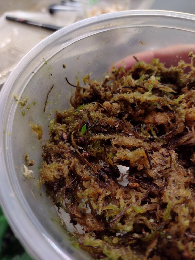 Propping Spathiphyllum the Slowest Possible Way.