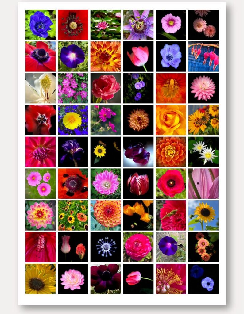 🪷 All these beauties 🪷 🪷 All these beauties 🪷