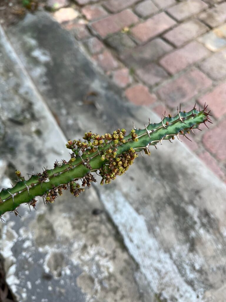 Euphorbia sp. ID assistance.