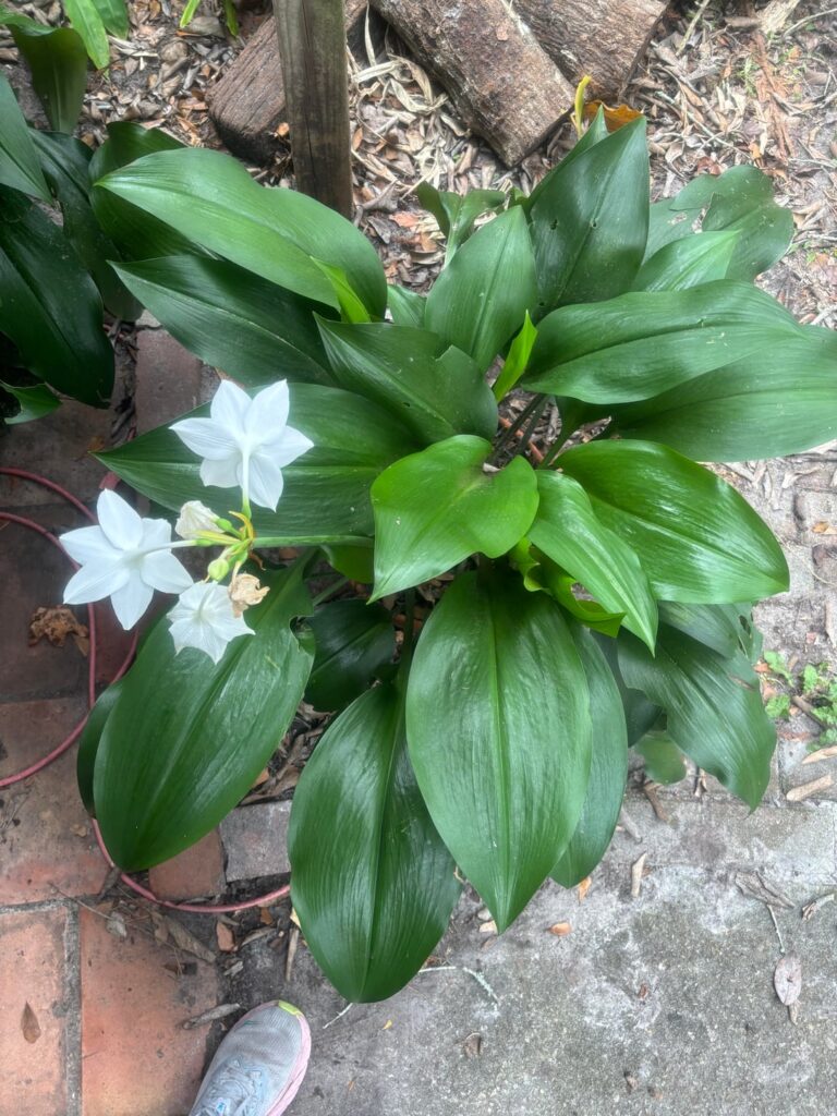 Florida. Please help me ID my great-grandmother’s lilies!