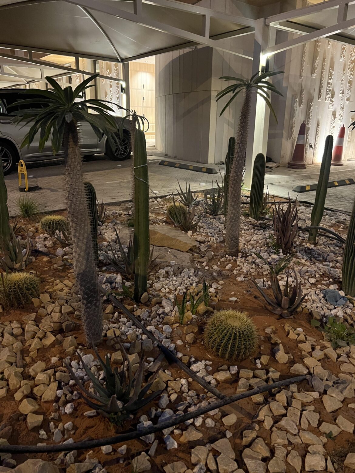 What is this Palm/cactus looking plant?