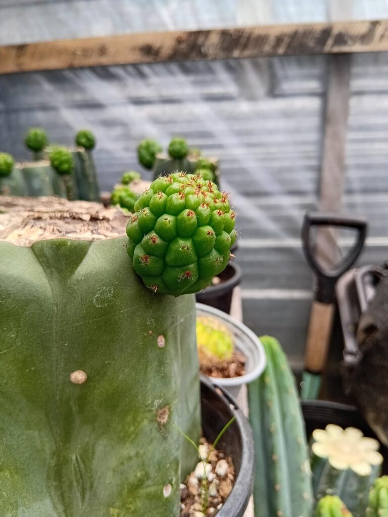 Pineapple and Piss pups