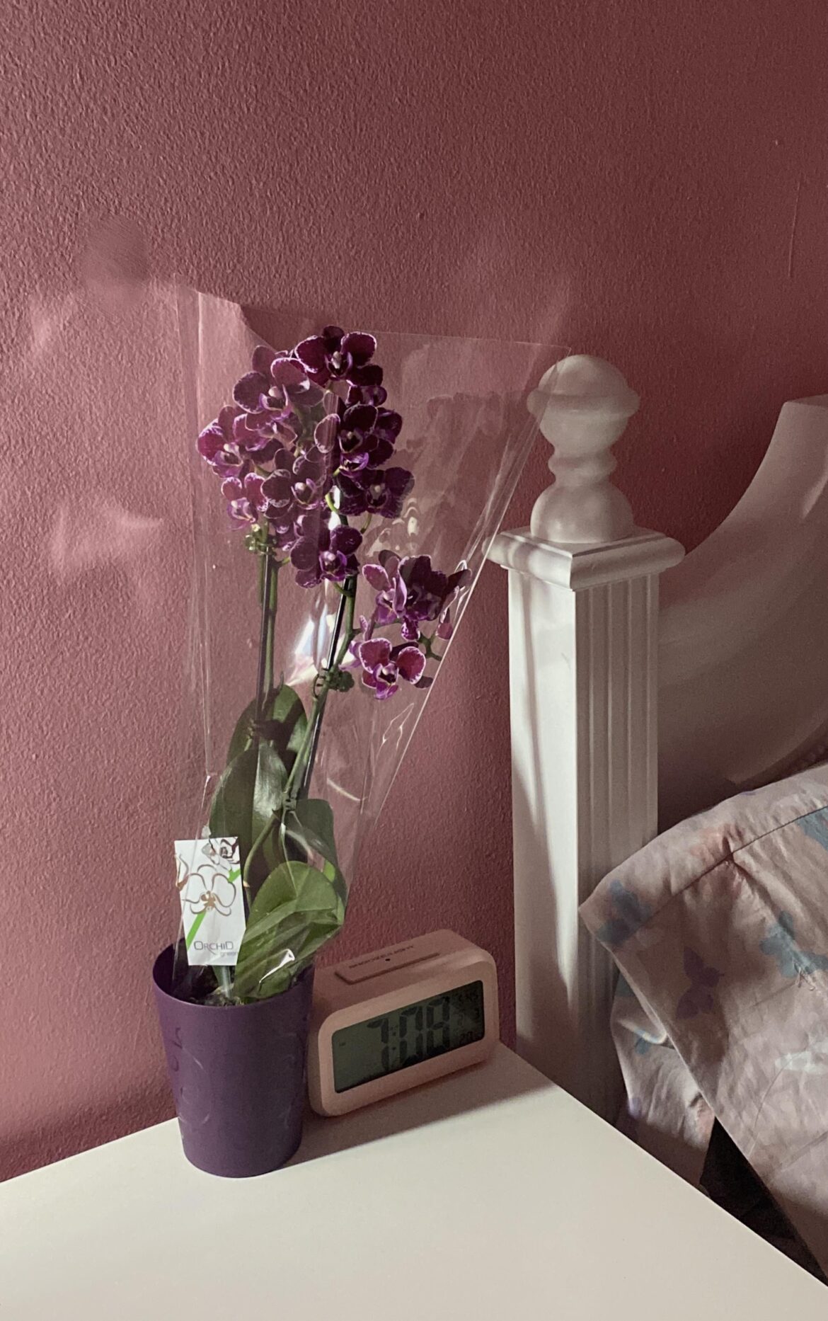 How do you take care of orchids?