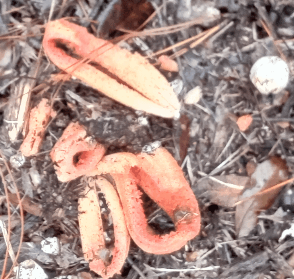 Octopus Stinkhorn