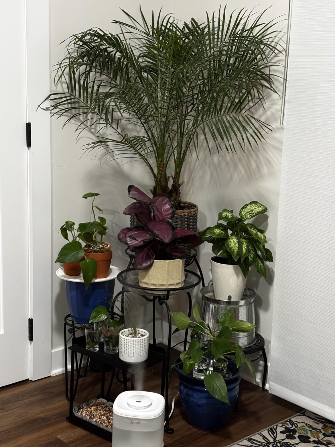 The Diva is front and center!