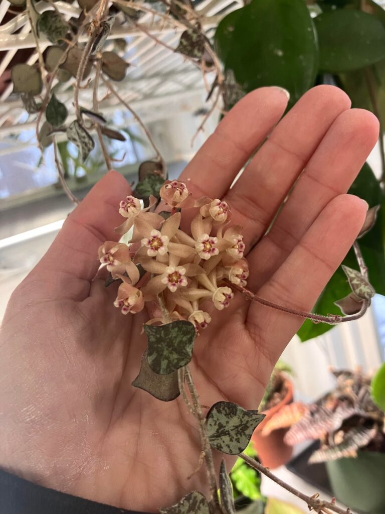 My moms curtisii bloom