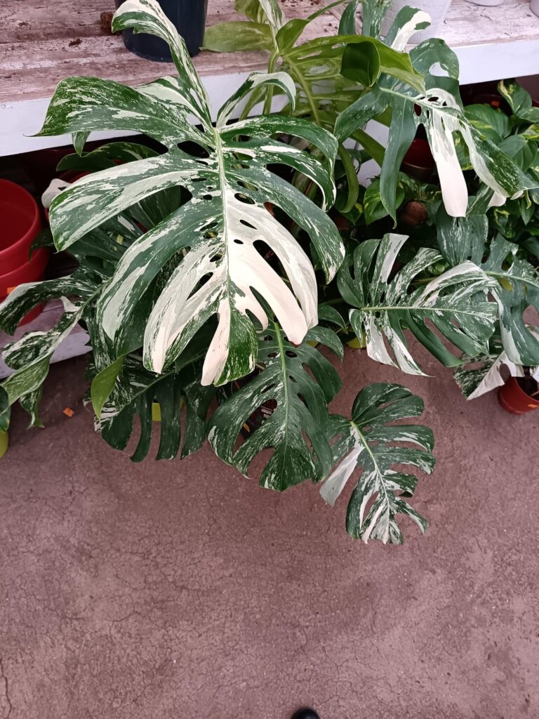 Are these albo large form? Are these albo large form?