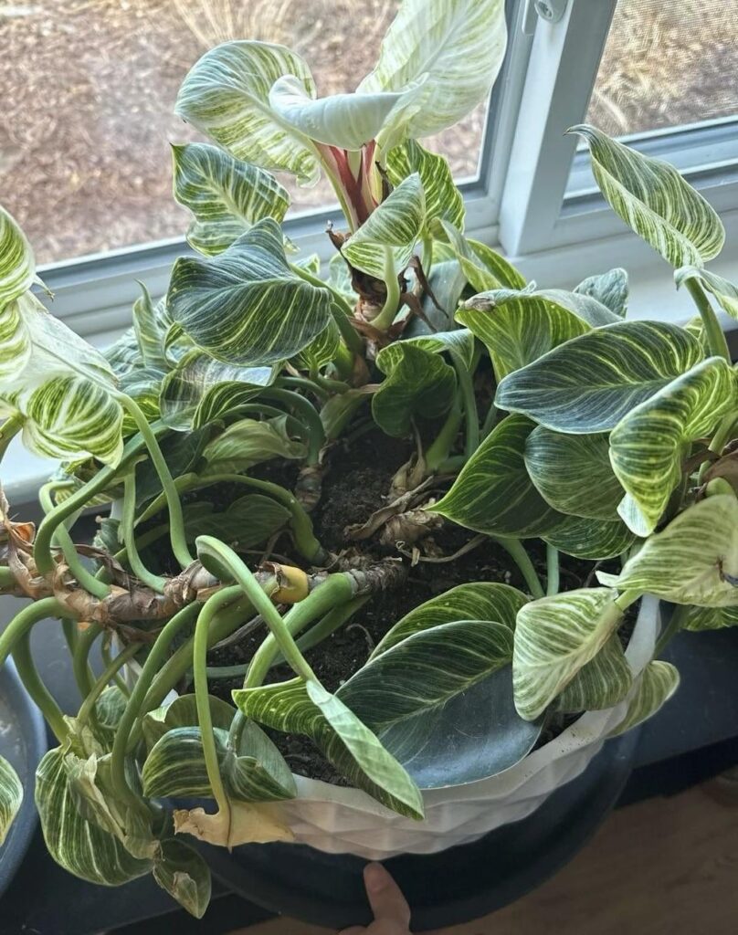 Philodendron Birkin Help