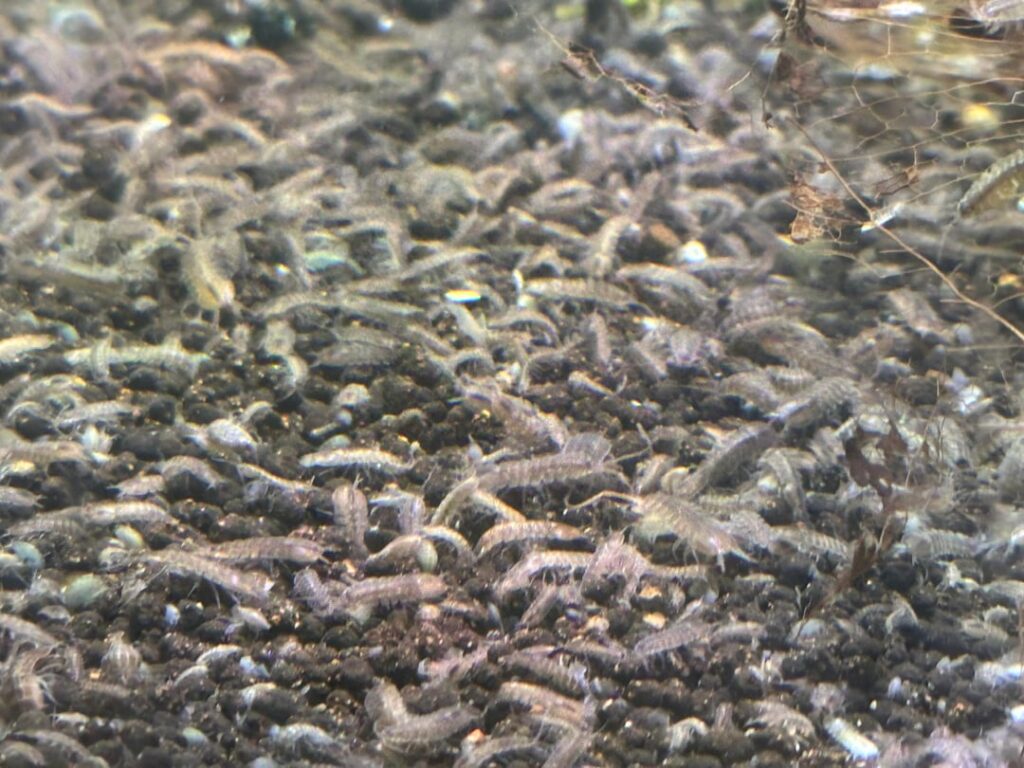 I’ve seen these in some of your ecospheres