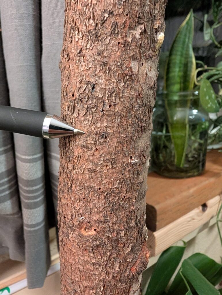 What are these tiny holes?