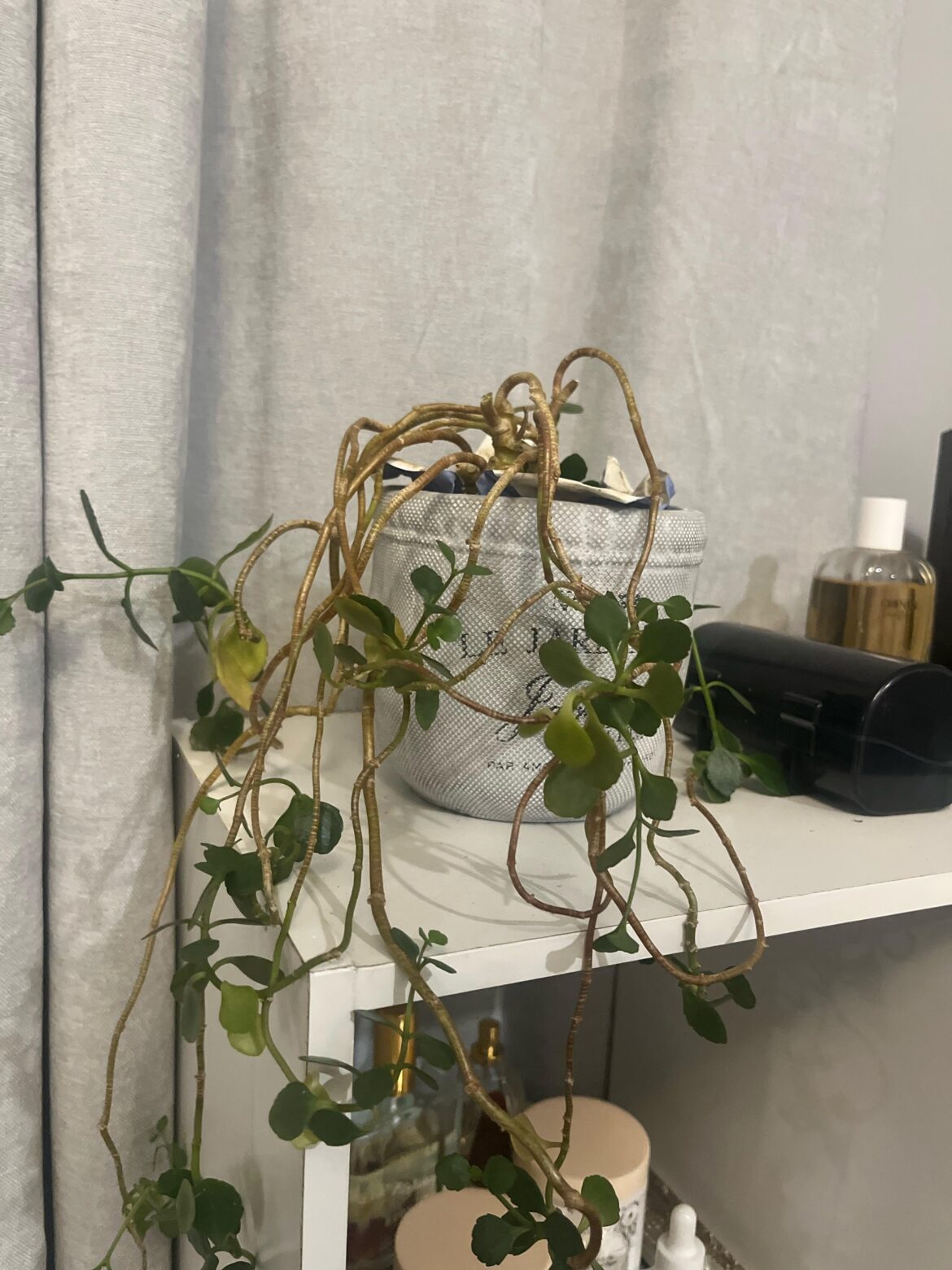 Hi! Can anyone identify this plant?