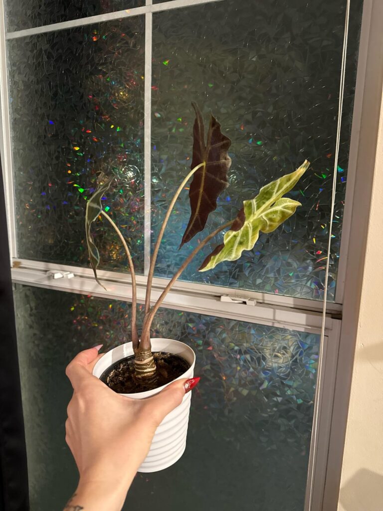 Why does she kill her leaves every time she grows new ones 🥲