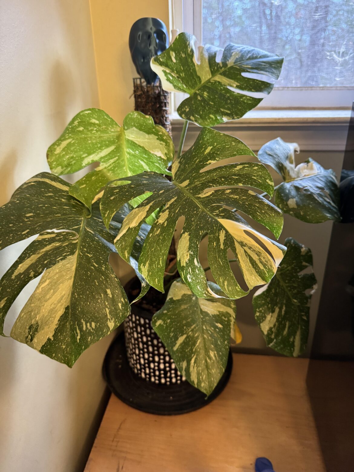 Merry Christmas to me! Isn’t she beautiful?🪴