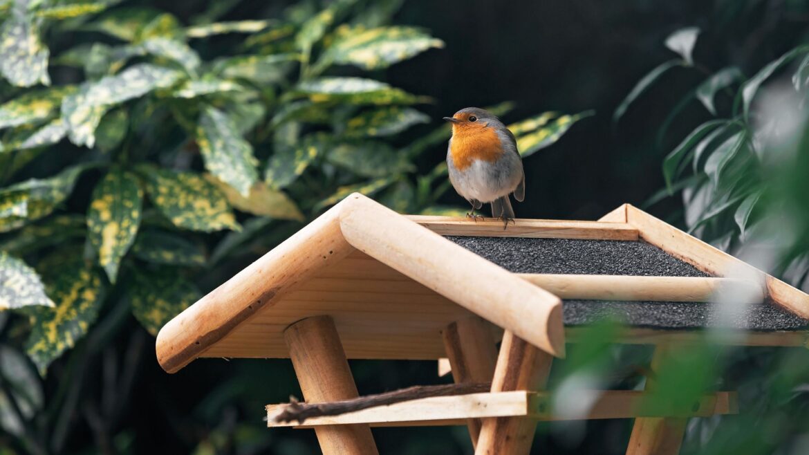 5 birds to spot in winter – how to attract them to your garden 5 birds to spot in winter – how to attract them to your garden