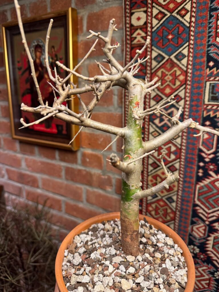 Commiphora Madagascariensis - the scent of its myrrh is so unique and heavenly