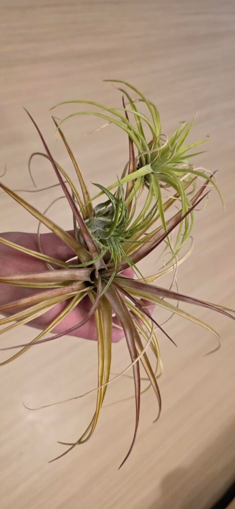 Should I be worried about my big Brachycaulos? She’s been getting less green as time goes on. The blush has been progressing over the past year or more. Should I be worried about my big Brachycaulos? She's been getting less green as time goes on. The blush has been progressing over the past year or more.