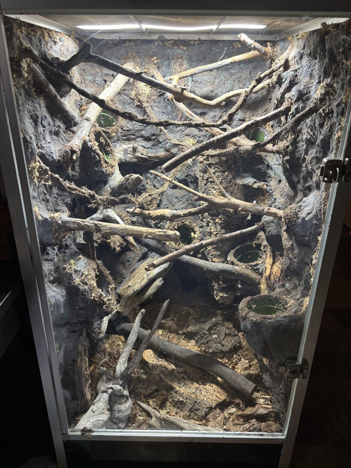 Gecko Mansion is ready for plants and bugs!