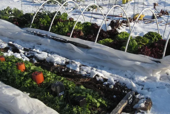 Favorable Days for Gardening Works in December 2025 – AgroNews Favorable Days for Gardening Works in December 2025