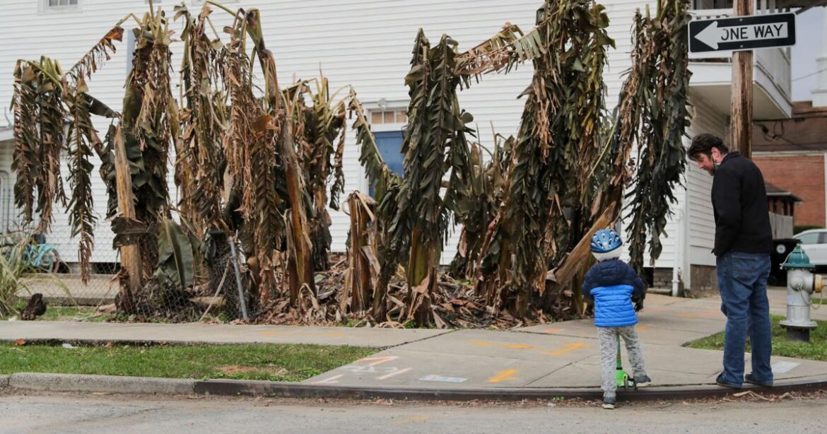 TLC for plants after the recent freeze: Dan Gill | Home/Garden
