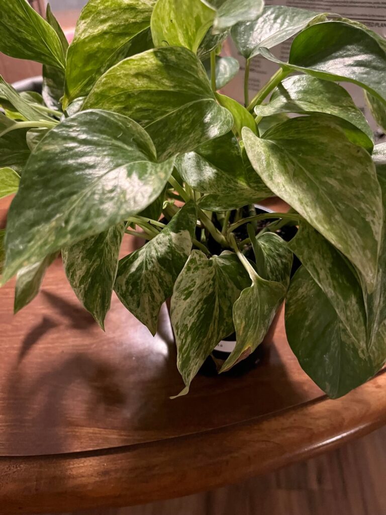 Should I report this pothos