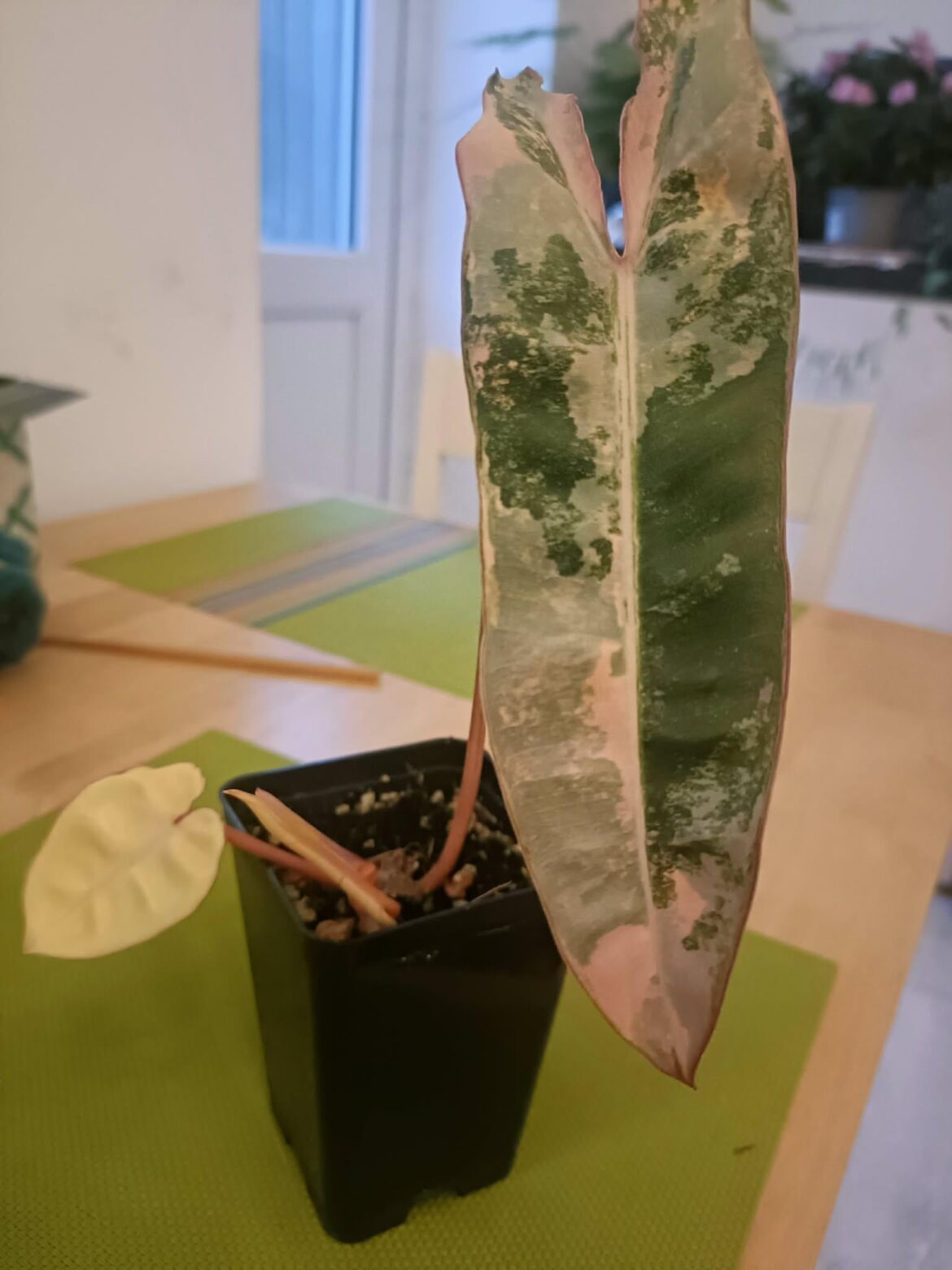 Variegated billietiae question