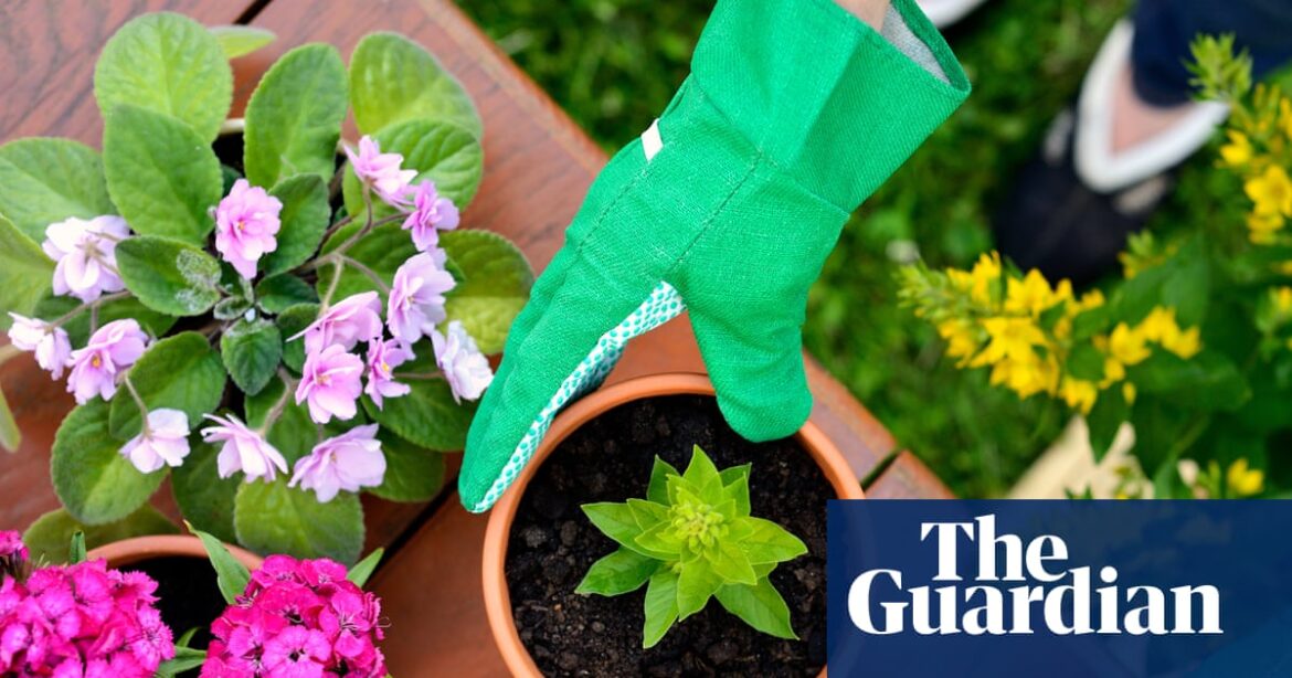 Tabletop tomatoes and drought-resistant roses tipped as 2026’s top garden trends | Environment Tabletop tomatoes and drought-resistant roses tipped as 2026’s top garden trends | Environment