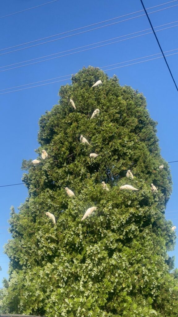 What type of tree is this? | Australia