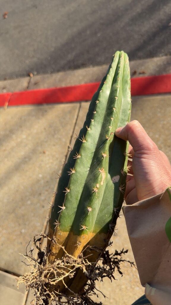 Pachanoi from the US Botanical Gardens