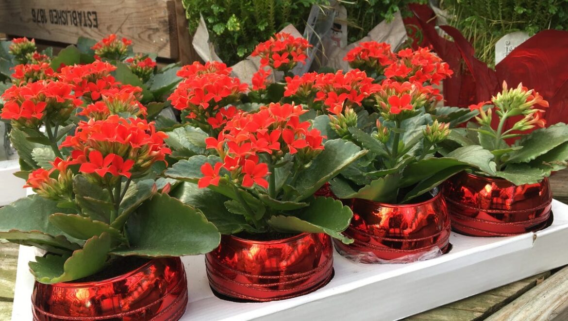 Consider a Kalanchoe this holiday season Consider a Kalanchoe this holiday season