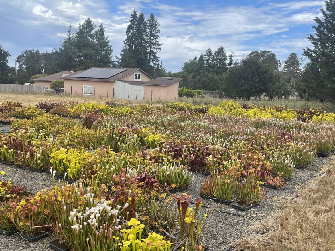 A backyard full of North American Pitcher Plants