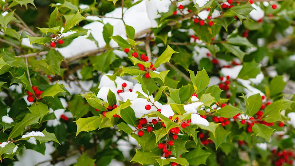 christmas holly covered with snow