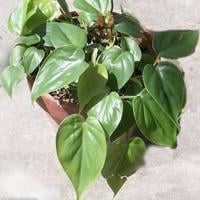 GARDEN COLUMN: Houseplants – a remedy for winter blues | Community GARDEN COLUMN: Houseplants – a remedy for winter blues | Community