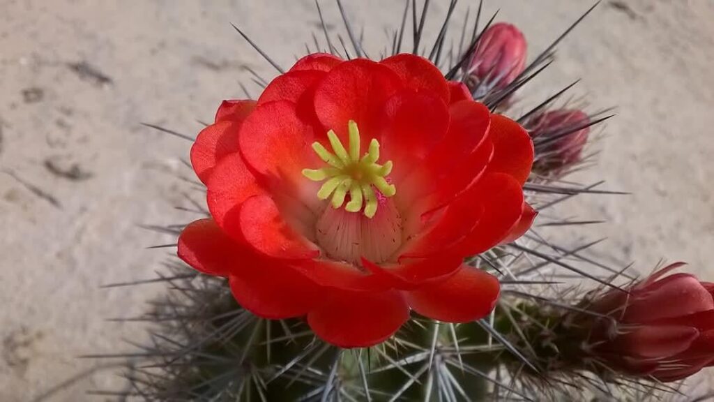 Echinocereus coccineus