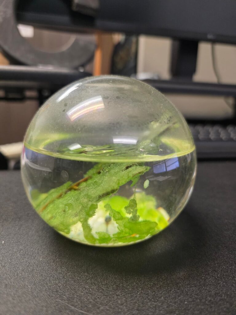 This little guy has been in our office for at 5yrs now and still kickin