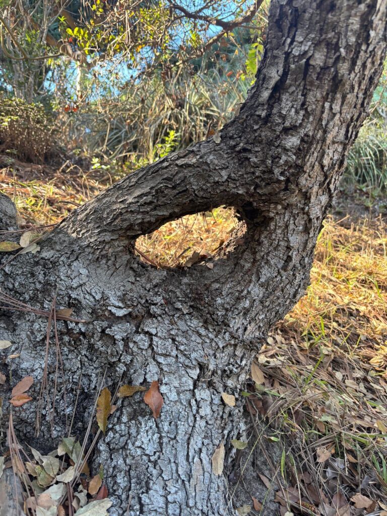 Awesome fused branches. Would some please explain exactly how this happened?