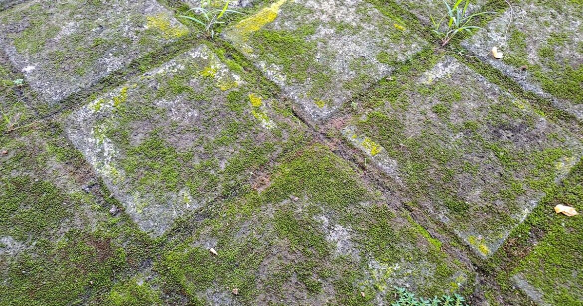 How to remove moss from patios for good without scrubbing or pressure washer