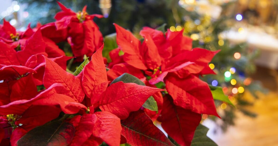 Monty Don shares how to make poinsettias bloom longer
