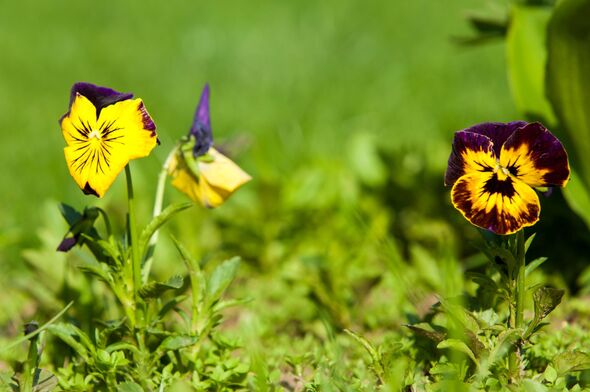 pansy flowers. a popular cultivated viola with flowers in rich colors, with both summer- and winter-flowering varieties.