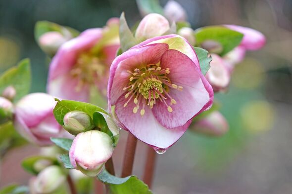Pink and cream Helleborus hybridus 'Glenda's Gloss' hybrid hellebore, Lenten rose, or snow rose in flower