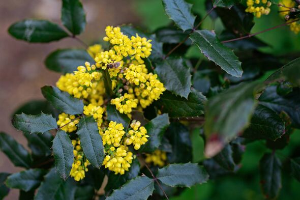 Bee collecting nectar from yellow mahonia flowers. Close-up of blooming shrub with dark green spiky leaves in spring garden.