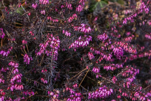Beautiful evergreen heather Erica carnea (spring alpine heath) purple Flowers. Flowering Erica carnea pink ornamental plant, bac
