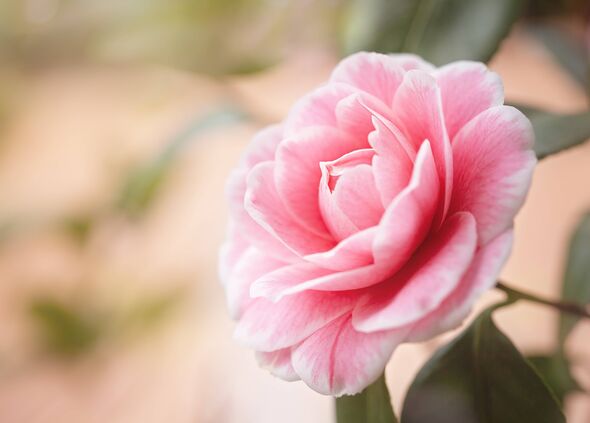 close up of a pink Camellia flower