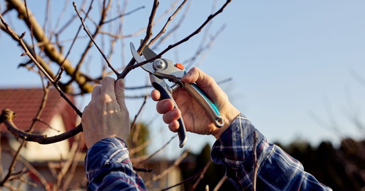 Plants to prioritise pruning in December for ‘vigorous and healthy growth’ in spring