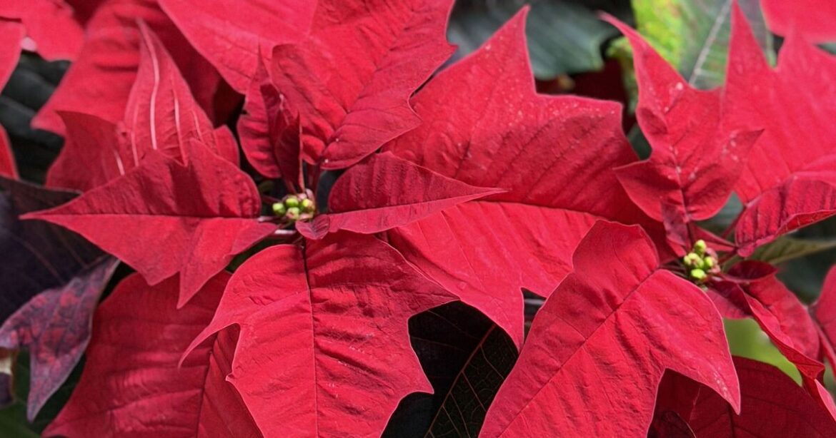 Gardening experts share 1 place not to put your Christmas poinsettia